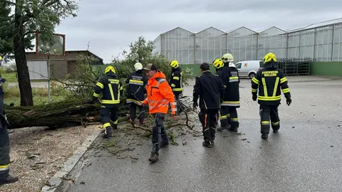 Sturm – Tag 2: Bäume beseitigt 1