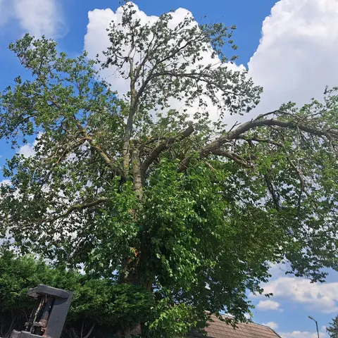 Baum über Straße 3